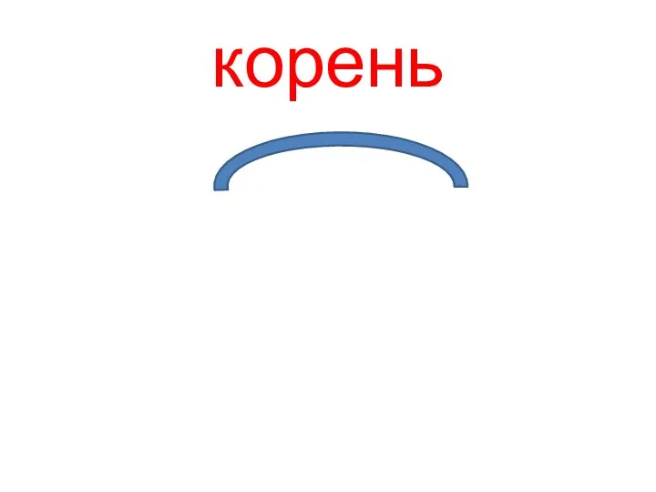 корень