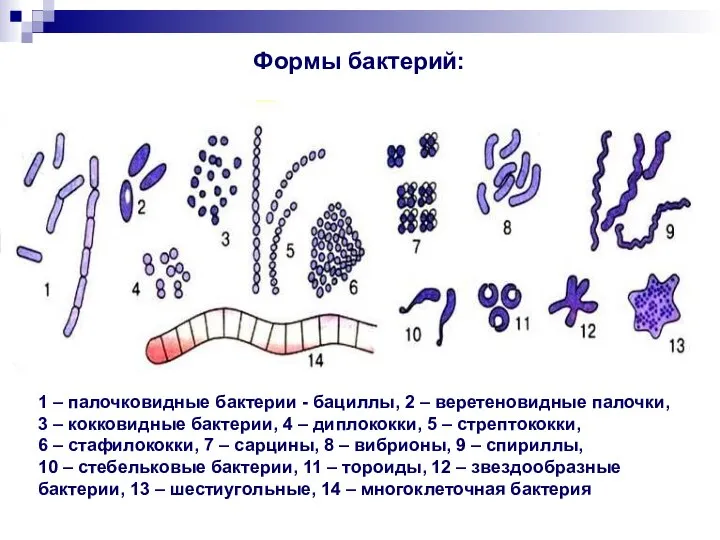 1 – палочковидные бактерии - бациллы, 2 – веретеновидные палочки, 3 –