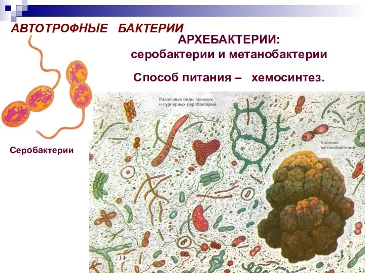 АРХЕБАКТЕРИИ: серобактерии и метанобактерии Способ питания – хемосинтез. АВТОТРОФНЫЕ БАКТЕРИИ Серобактерии