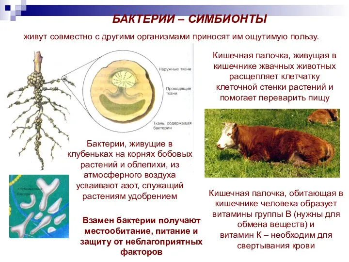 БАКТЕРИИ – СИМБИОНТЫ живут совместно с другими организмами приносят им ощутимую пользу.