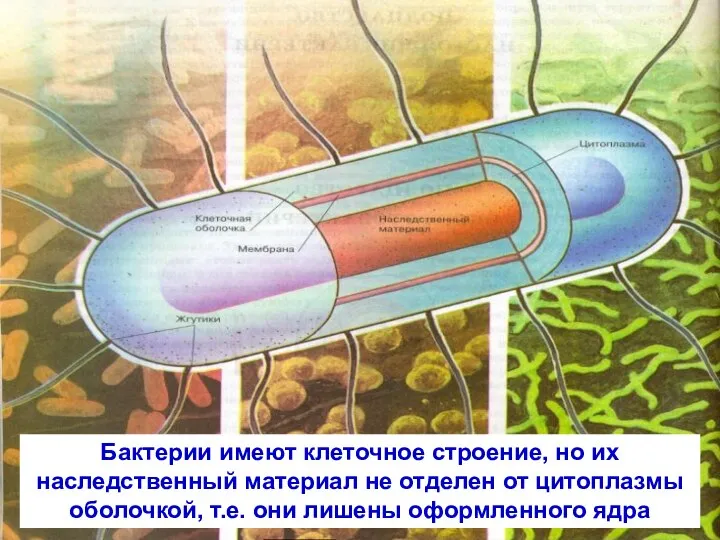 Бактерии имеют клеточное строение, но их наследственный материал не отделен от цитоплазмы