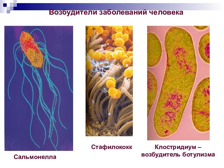 Сальмонелла Клостридиум – возбудитель ботулизма Возбудители заболеваний человека Стафилококк