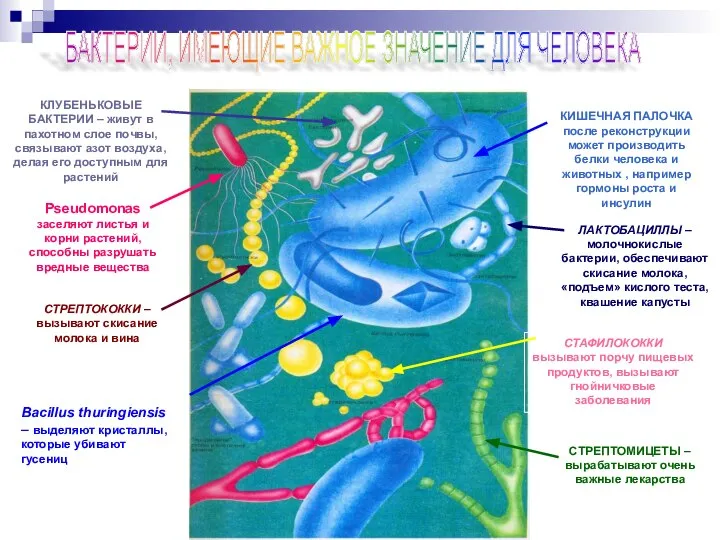 БАКТЕРИИ, ИМЕЮЩИЕ ВАЖНОЕ ЗНАЧЕНИЕ ДЛЯ ЧЕЛОВЕКА ЛАКТОБАЦИЛЛЫ – молочнокислые бактерии, обеспечивают скисание