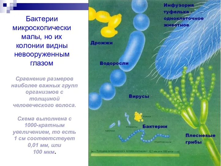 Сравнение размеров наиболее важных групп организмов с толщиной человеческого волоса. Схема выполнена