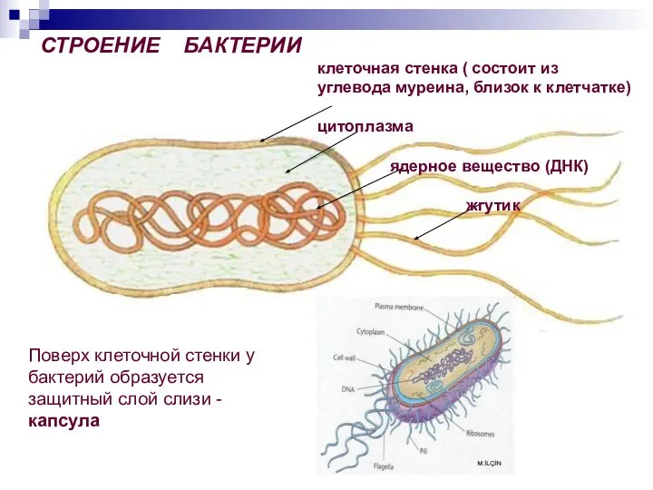 СТРОЕНИЕ БАКТЕРИИ клеточная стенка ( состоит из углевода муреина, близок к клетчатке)