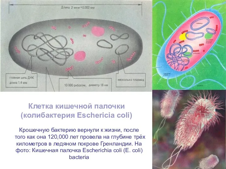 Клетка кишечной палочки (колибактерия Eschericia coli) Крошечную бактерию вернули к жизни, после