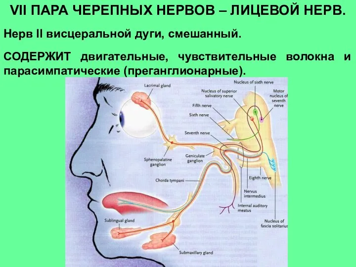 VII ПАРА ЧЕРЕПНЫХ НЕРВОВ – ЛИЦЕВОЙ НЕРВ. Нерв II висцеральной дуги, смешанный.