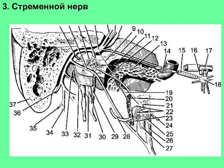 3. Стременной нерв