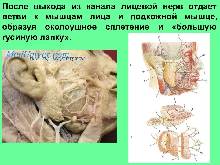 После выхода из канала лицевой нерв отдает ветви к мышцам лица и