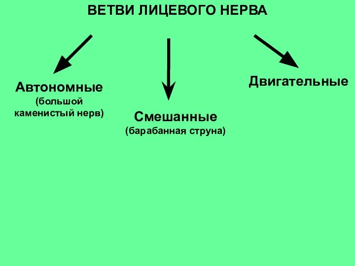 ВЕТВИ ЛИЦЕВОГО НЕРВА Смешанные (барабанная струна) Двигательные Автономные (большой каменистый нерв)