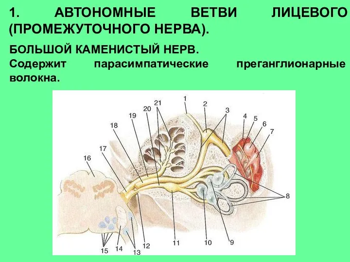 1. АВТОНОМНЫЕ ВЕТВИ ЛИЦЕВОГО (ПРОМЕЖУТОЧНОГО НЕРВА). БОЛЬШОЙ КАМЕНИСТЫЙ НЕРВ. Содержит парасимпатические преганглионарные волокна.