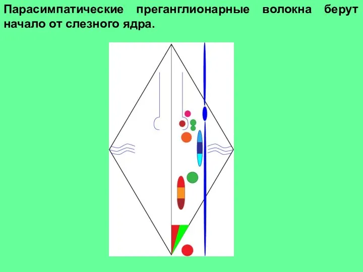 Парасимпатические преганглионарные волокна берут начало от слезного ядра.