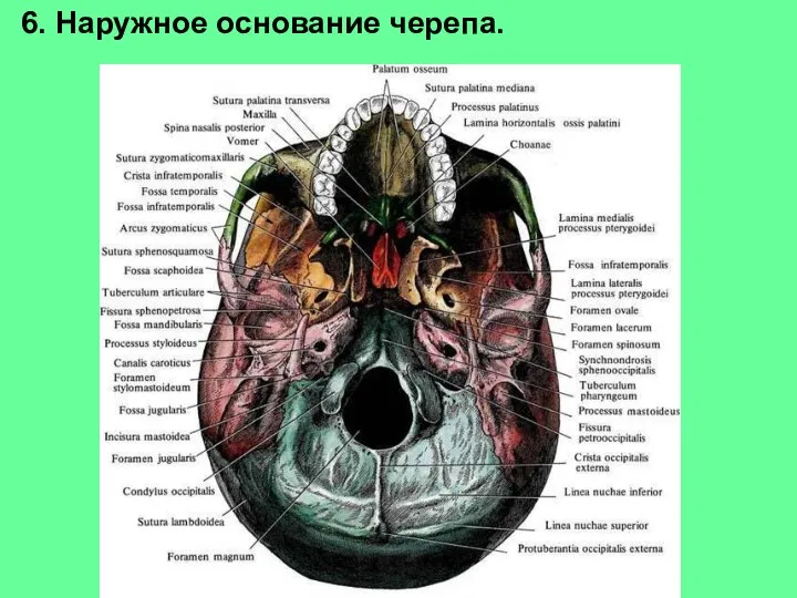 6. Наружное основание черепа.