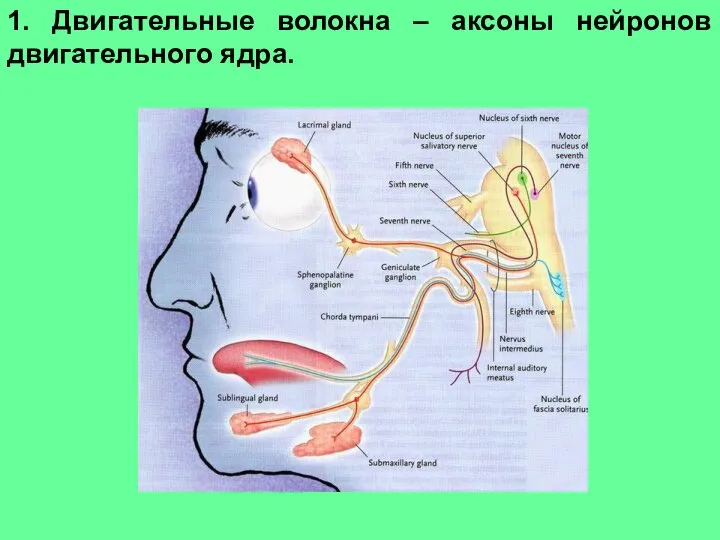 1. Двигательные волокна – аксоны нейронов двигательного ядра.