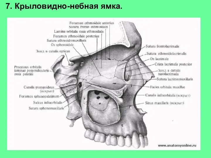 7. Крыловидно-небная ямка.