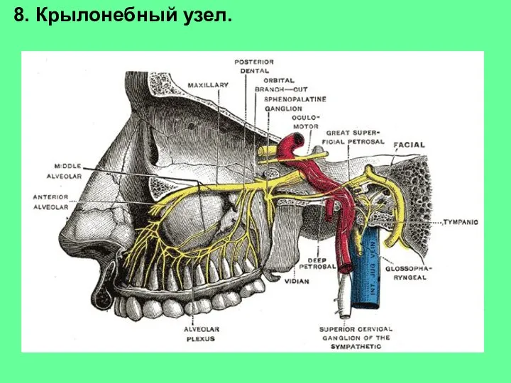 8. Крылонебный узел.