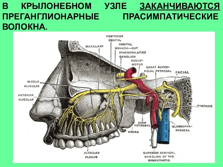 В КРЫЛОНЕБНОМ УЗЛЕ ЗАКАНЧИВАЮТСЯ ПРЕГАНГЛИОНАРНЫЕ ПРАСИМПАТИЧЕСКИЕ ВОЛОКНА.