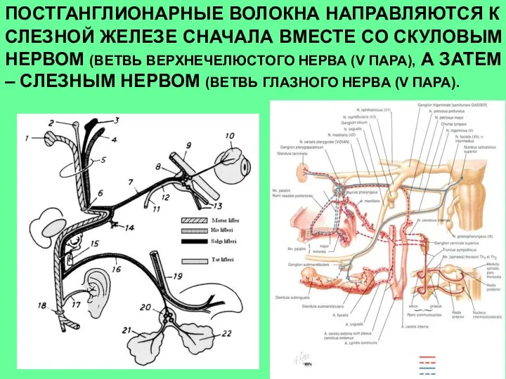 ПОСТГАНГЛИОНАРНЫЕ ВОЛОКНА НАПРАВЛЯЮТСЯ К СЛЕЗНОЙ ЖЕЛЕЗЕ СНАЧАЛА ВМЕСТЕ СО СКУЛОВЫМ НЕРВОМ (ВЕТВЬ