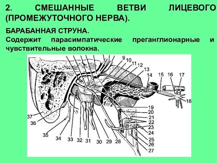 2. СМЕШАННЫЕ ВЕТВИ ЛИЦЕВОГО (ПРОМЕЖУТОЧНОГО НЕРВА). БАРАБАННАЯ СТРУНА. Содержит парасимпатические преганглионарные и чувствительные волокна.