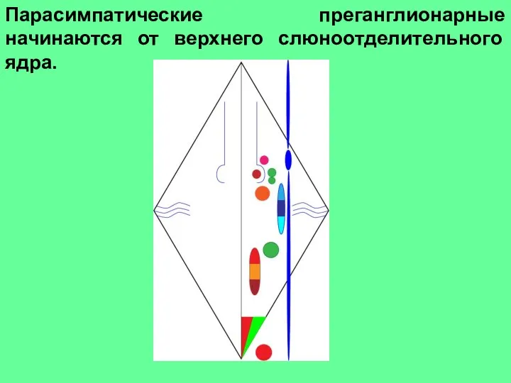 Парасимпатические преганглионарные начинаются от верхнего слюноотделительного ядра.