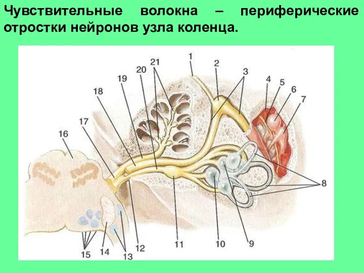 Чувствительные волокна – периферические отростки нейронов узла коленца.