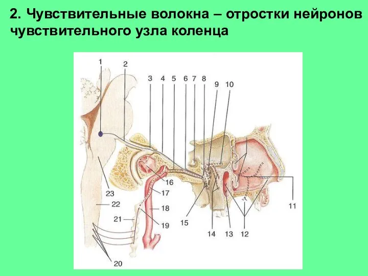 2. Чувствительные волокна – отростки нейронов чувствительного узла коленца