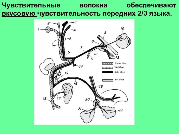 Чувствительные волокна обеспечивают вкусовую чувствительность передних 2/3 языка.