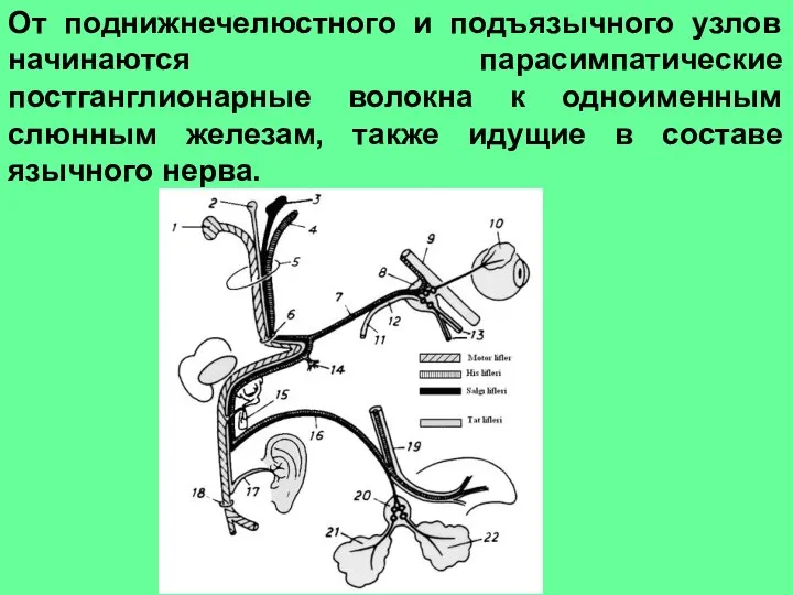 От поднижнечелюстного и подъязычного узлов начинаются парасимпатические постганглионарные волокна к одноименным слюнным