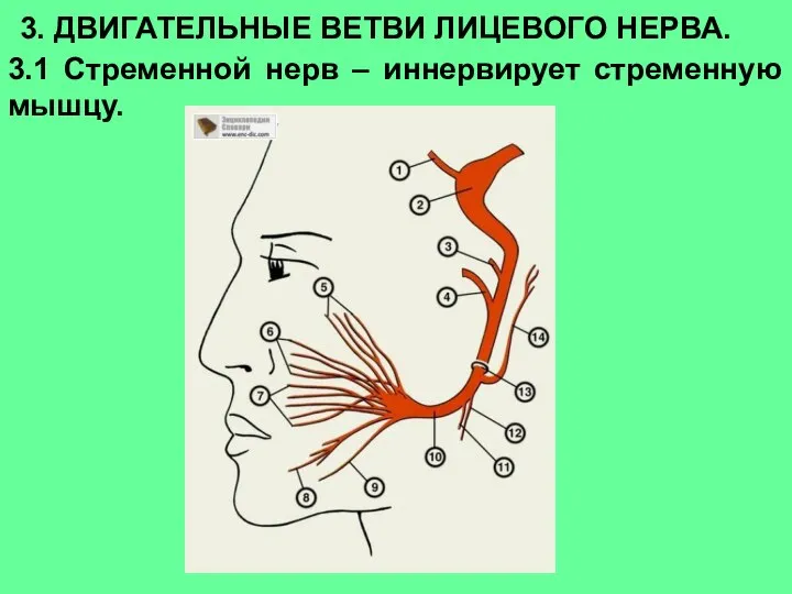 3. ДВИГАТЕЛЬНЫЕ ВЕТВИ ЛИЦЕВОГО НЕРВА. 3.1 Стременной нерв – иннервирует стременную мышцу.