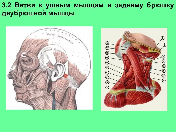 3.2 Ветви к ушным мышцам и заднему брюшку двубрюшной мышцы