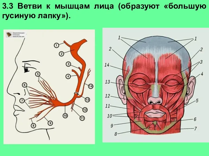 3.3 Ветви к мышцам лица (образуют «большую гусиную лапку»).