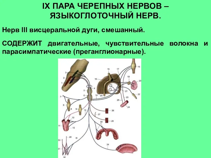 IХ ПАРА ЧЕРЕПНЫХ НЕРВОВ – ЯЗЫКОГЛОТОЧНЫЙ НЕРВ. Нерв III висцеральной дуги, смешанный.