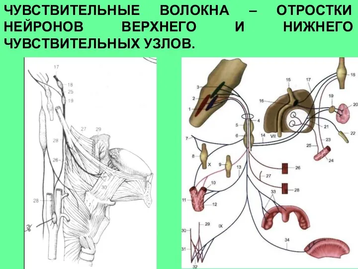 ЧУВСТВИТЕЛЬНЫЕ ВОЛОКНА – ОТРОСТКИ НЕЙРОНОВ ВЕРХНЕГО И НИЖНЕГО ЧУВСТВИТЕЛЬНЫХ УЗЛОВ.