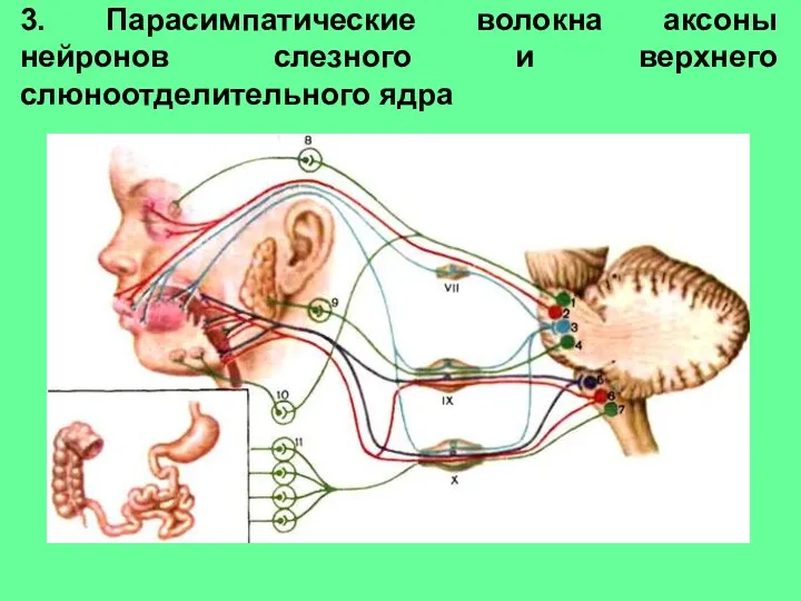 3. Парасимпатические волокна аксоны нейронов слезного и верхнего слюноотделительного ядра