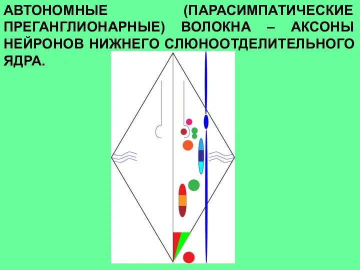 АВТОНОМНЫЕ (ПАРАСИМПАТИЧЕСКИЕ ПРЕГАНГЛИОНАРНЫЕ) ВОЛОКНА – АКСОНЫ НЕЙРОНОВ НИЖНЕГО СЛЮНООТДЕЛИТЕЛЬНОГО ЯДРА.