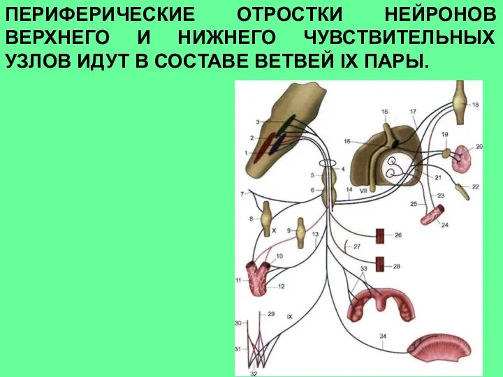 ПЕРИФЕРИЧЕСКИЕ ОТРОСТКИ НЕЙРОНОВ ВЕРХНЕГО И НИЖНЕГО ЧУВСТВИТЕЛЬНЫХ УЗЛОВ ИДУТ В СОСТАВЕ ВЕТВЕЙ IХ ПАРЫ.