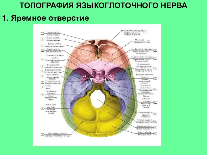 ТОПОГРАФИЯ ЯЗЫКОГЛОТОЧНОГО НЕРВА 1. Яремное отверстие