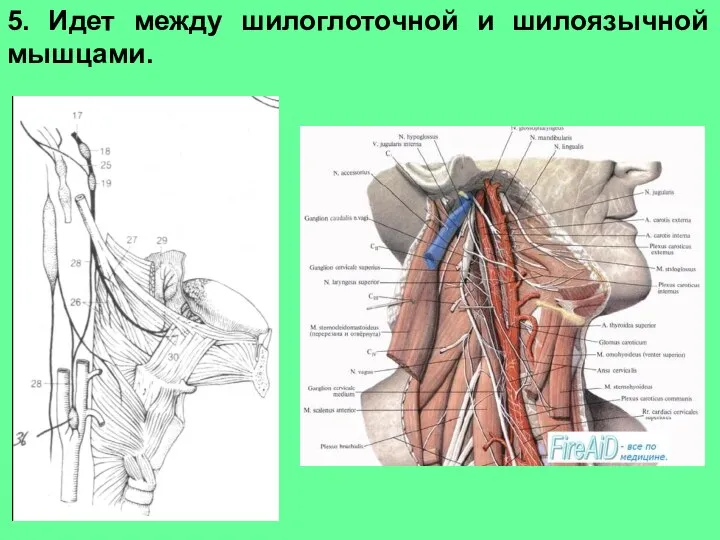 5. Идет между шилоглоточной и шилоязычной мышцами.