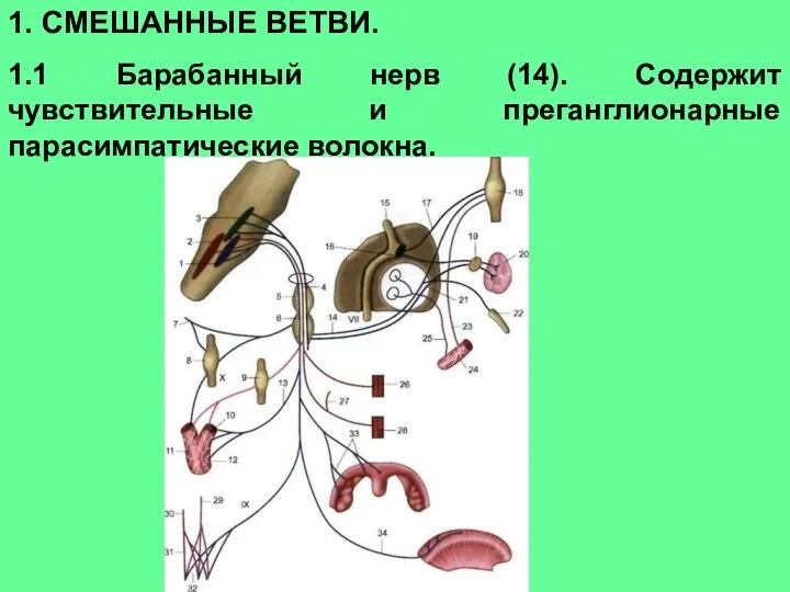 1. СМЕШАННЫЕ ВЕТВИ. 1.1 Барабанный нерв (14). Содержит чувствительные и преганглионарные парасимпатические волокна.