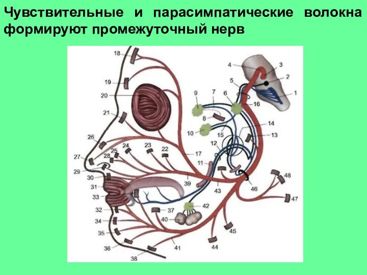 Чувствительные и парасимпатические волокна формируют промежуточный нерв