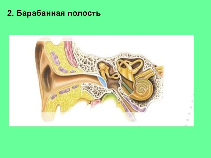 2. Барабанная полость