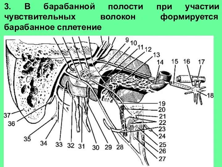 3. В барабанной полости при участии чувствительных волокон формируется барабанное сплетение