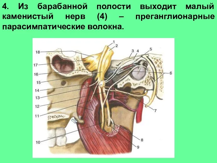 4. Из барабанной полости выходит малый каменистый нерв (4) – преганглионарные парасимпатические волокна.