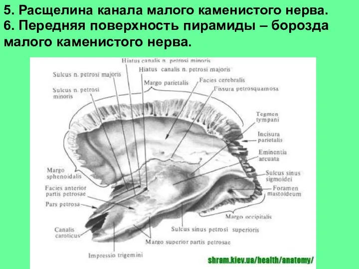 5. Расщелина канала малого каменистого нерва. 6. Передняя поверхность пирамиды – борозда малого каменистого нерва.