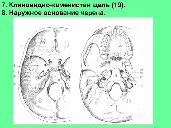 7. Клиновидно-каменистая щель (19). 8. Наружное основание черепа.