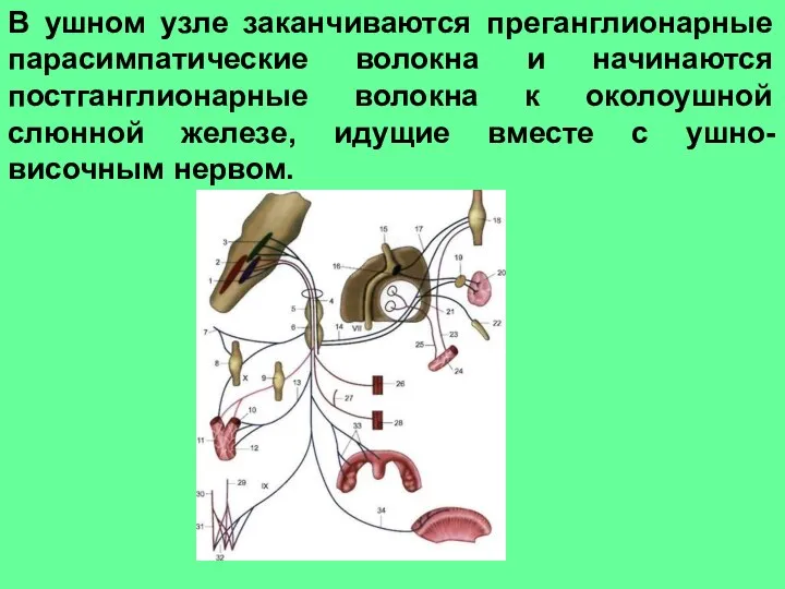 В ушном узле заканчиваются преганглионарные парасимпатические волокна и начинаются постганглионарные волокна к