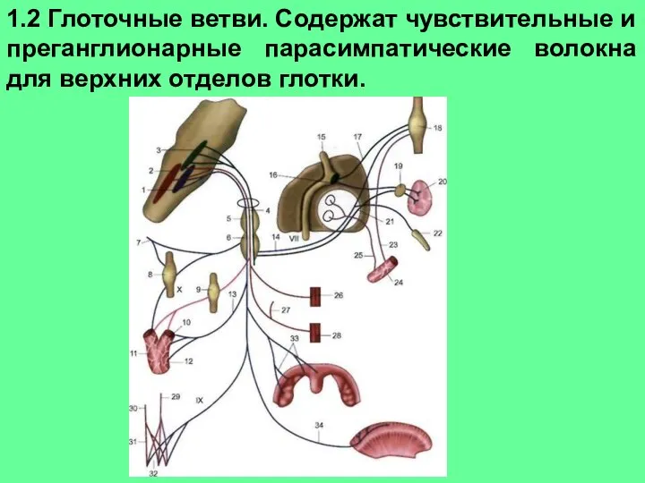 1.2 Глоточные ветви. Содержат чувствительные и преганглионарные парасимпатические волокна для верхних отделов глотки.