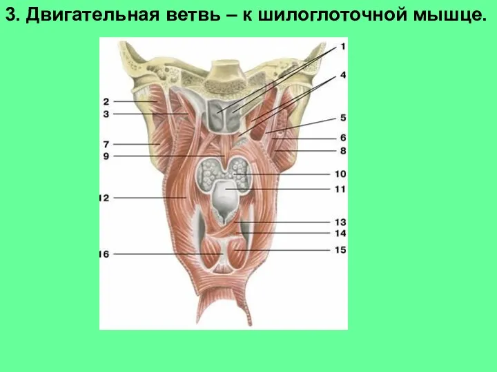 3. Двигательная ветвь – к шилоглоточной мышце.