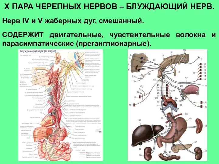 Х ПАРА ЧЕРЕПНЫХ НЕРВОВ – БЛУЖДАЮЩИЙ НЕРВ. Нерв IV и V жаберных