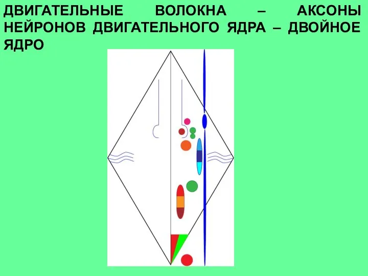 ДВИГАТЕЛЬНЫЕ ВОЛОКНА – АКСОНЫ НЕЙРОНОВ ДВИГАТЕЛЬНОГО ЯДРА – ДВОЙНОЕ ЯДРО